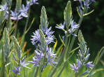 Camassia Bles Spire flowers